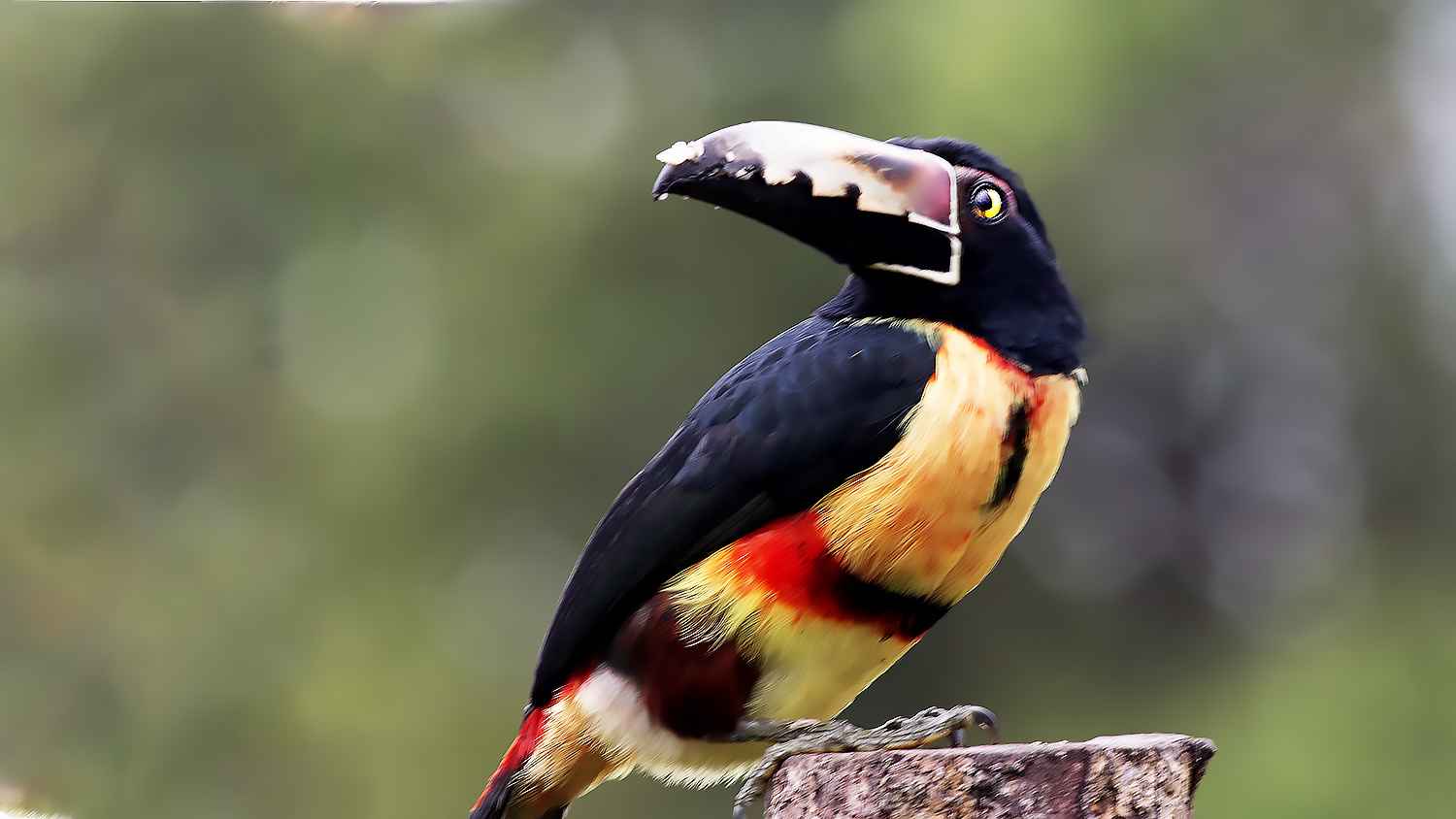 Collared Aracari